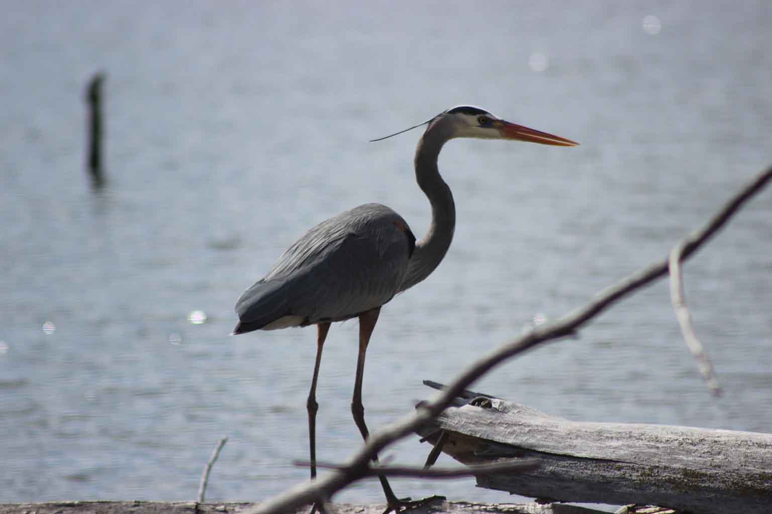 A blue heron stands at the water's edge