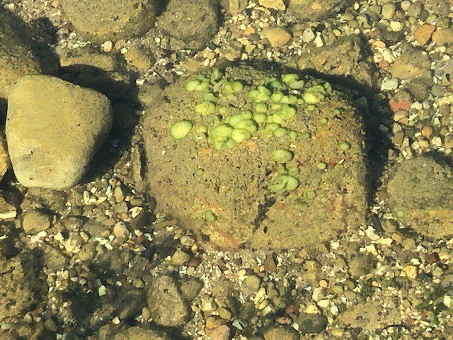 A secchi disk hangs above green water